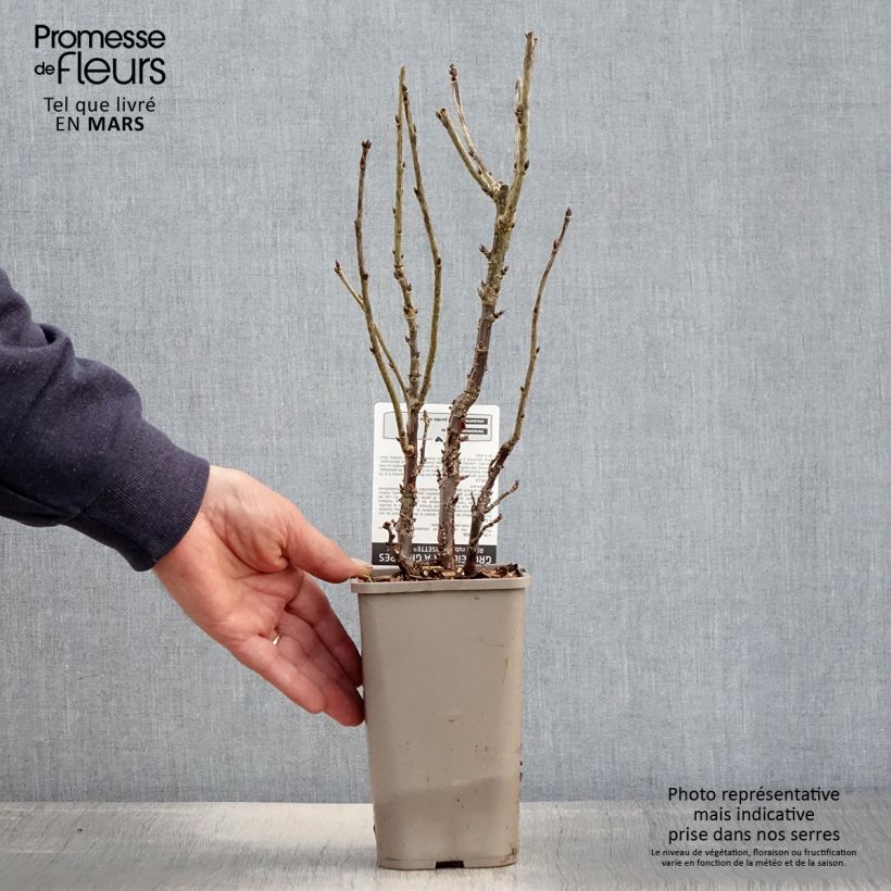 Example of Groseillier à grappes rouges Ribest Lisette Pot de 1,5L/2L as you get in printemps