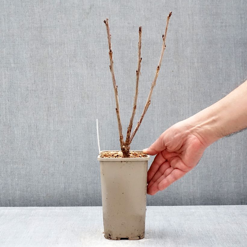 Example of Groseillier à grappes rouges Ribest Sonette Pot de 1,5L/2L as you get in hiver