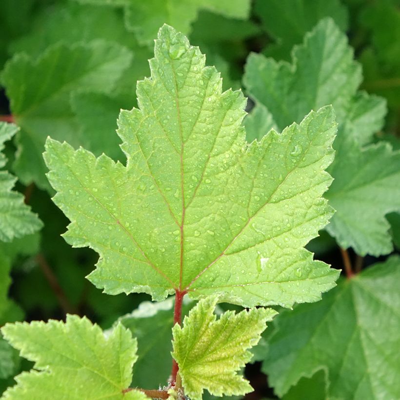 Groseillier à grappes rouges Rosetta (Foliage)