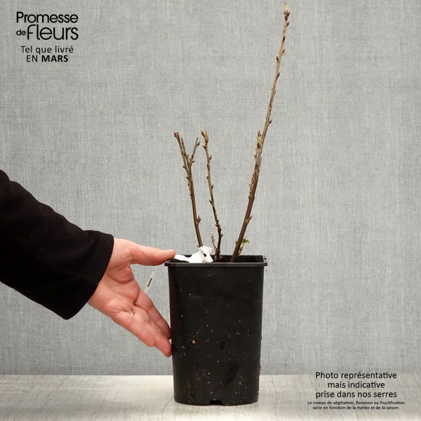 Example of Groseillier à grappes rouges Rosetta Pot de 2L/3L, Touffe as you get in printemps