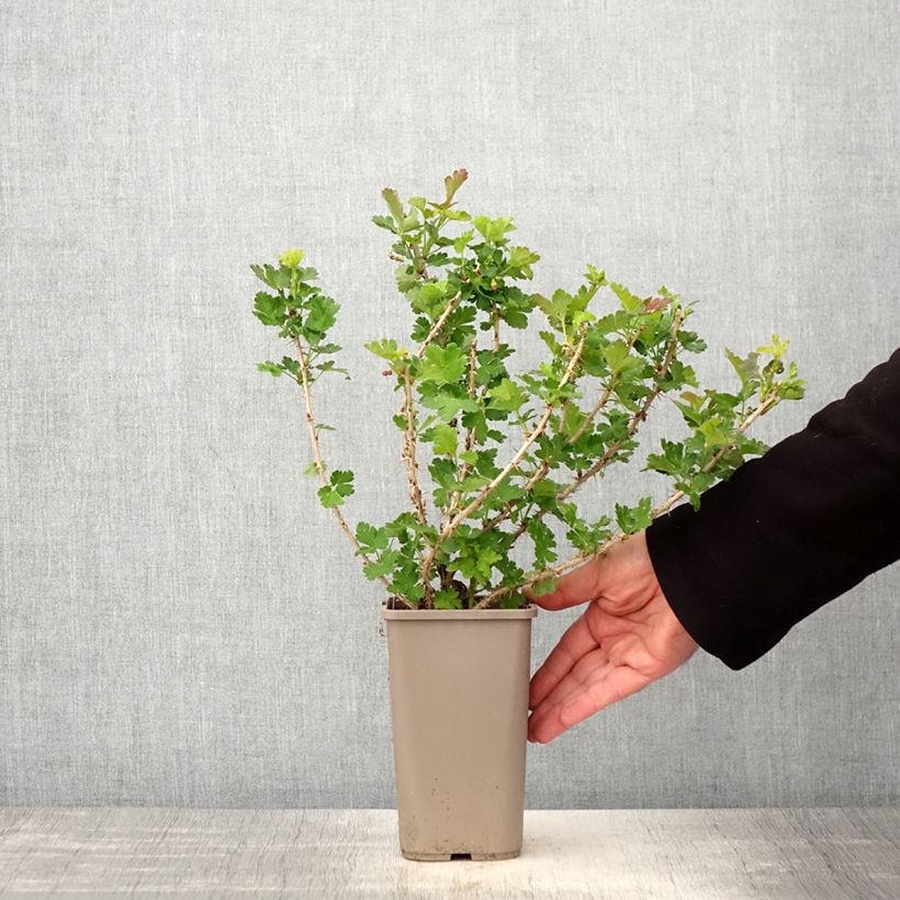 Example of Groseillier à maquereaux Crispa Goldling - Ribes uva-crispa Pot de 1,5L/2L as you get in printemps
