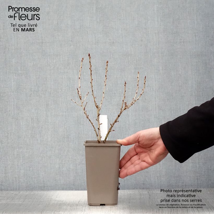 Example of Groseillier à maquereaux Easycrisp Mr Green - Ribes uva-crispa  Pot de 1,5L/2L as you get in printemps