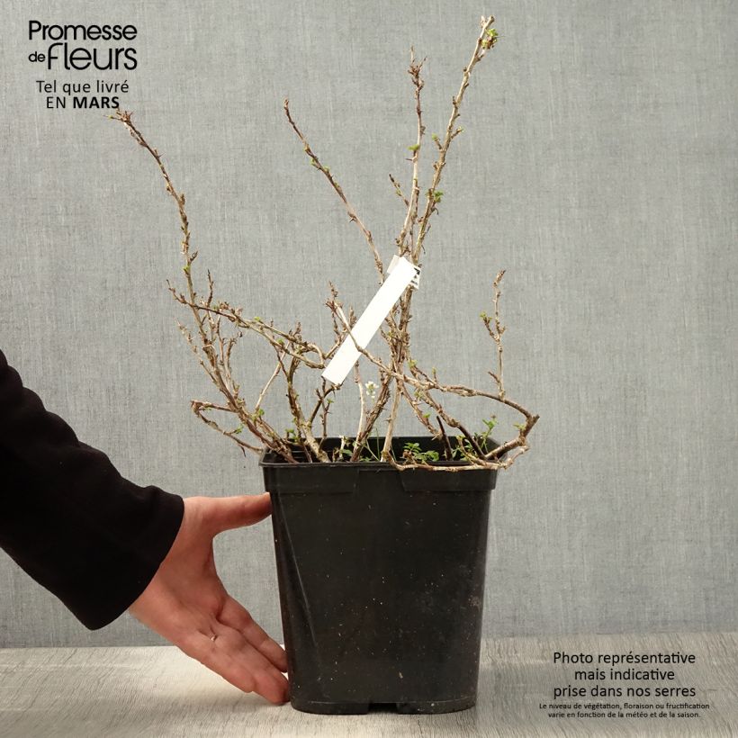 Example of Groseillier à maquereaux Freedonia  Pot de 4L/5L as you get in printemps