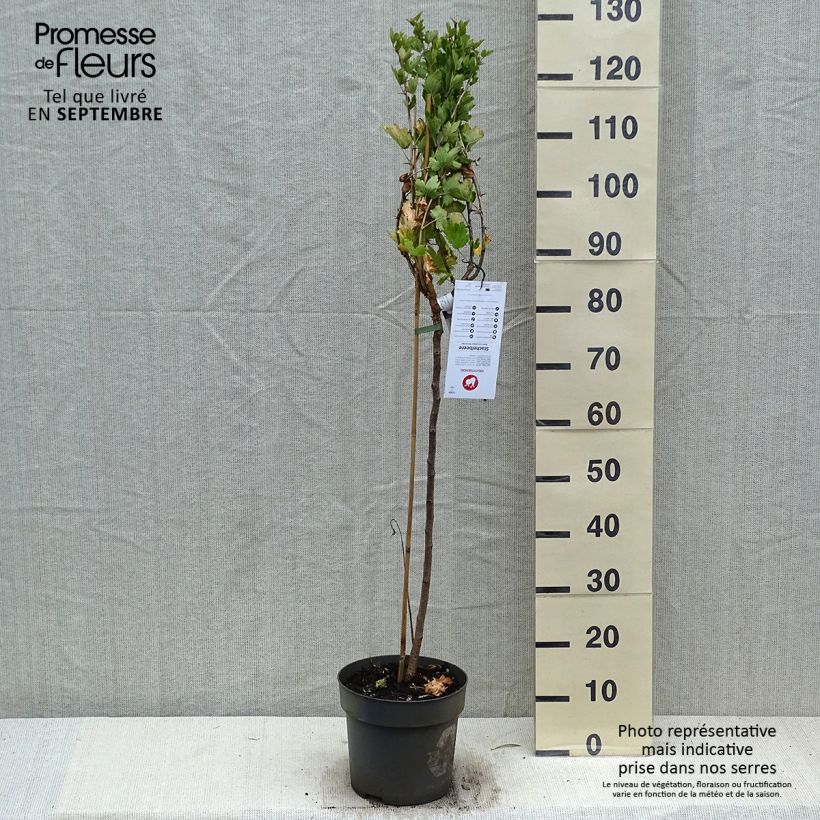 Spécimen de Groseillier à maquereaux Mucurines - Ribes uva-crispa Pot de 6L/7L, Tige, Tige de 40 cm tel que livré en automne
