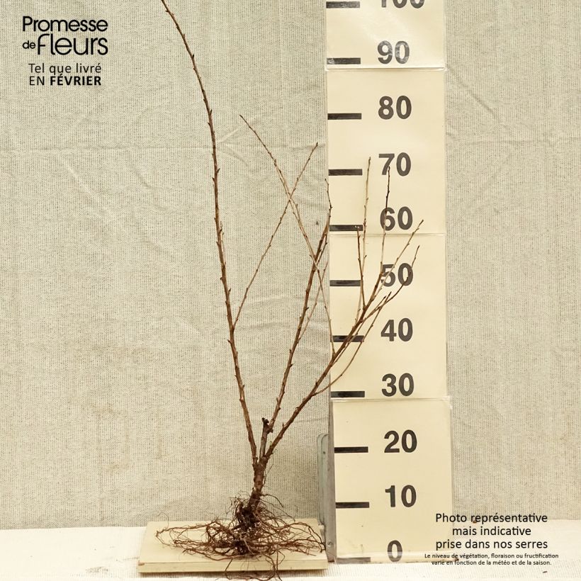 Example of Groseillier à maquereaux Captivator Racines nues, Buisson as you get in hiver