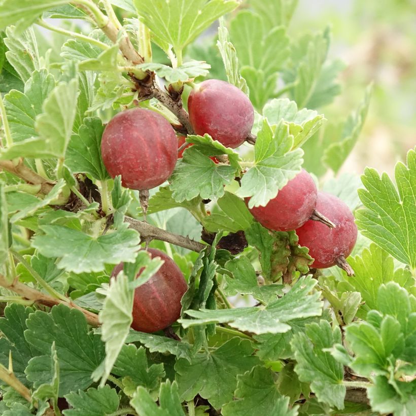 Groseillier à maquereaux Crispa Darling - Ribes uva-crispa (Harvest)