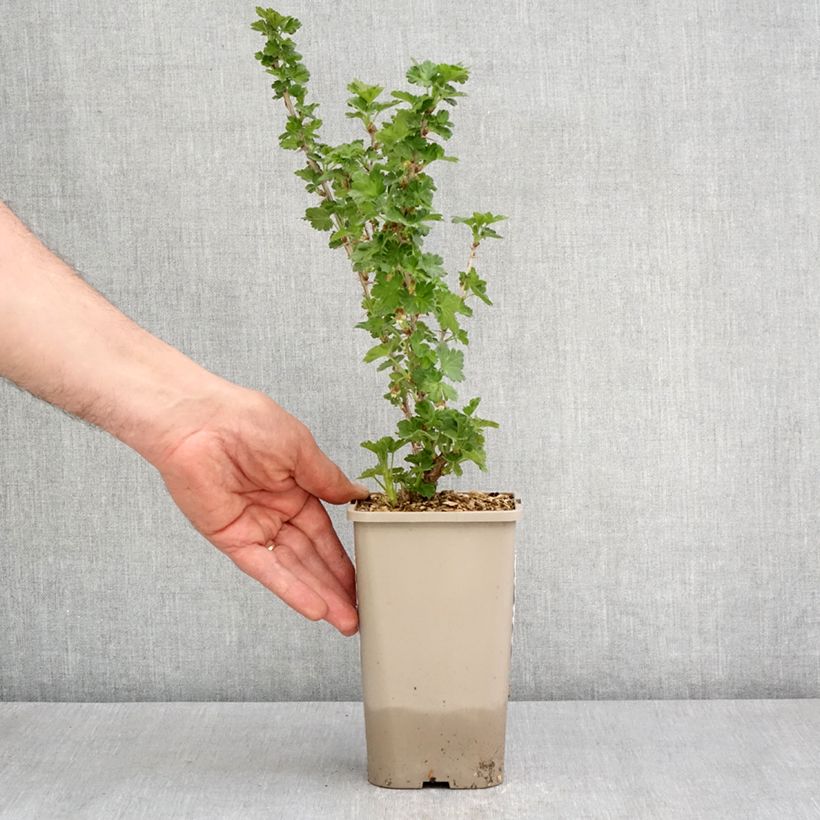 Spécimen de Groseillier à maquereaux Crispa Greenling Pot de 1,5L/2L, Touffe tel que livré au printemps