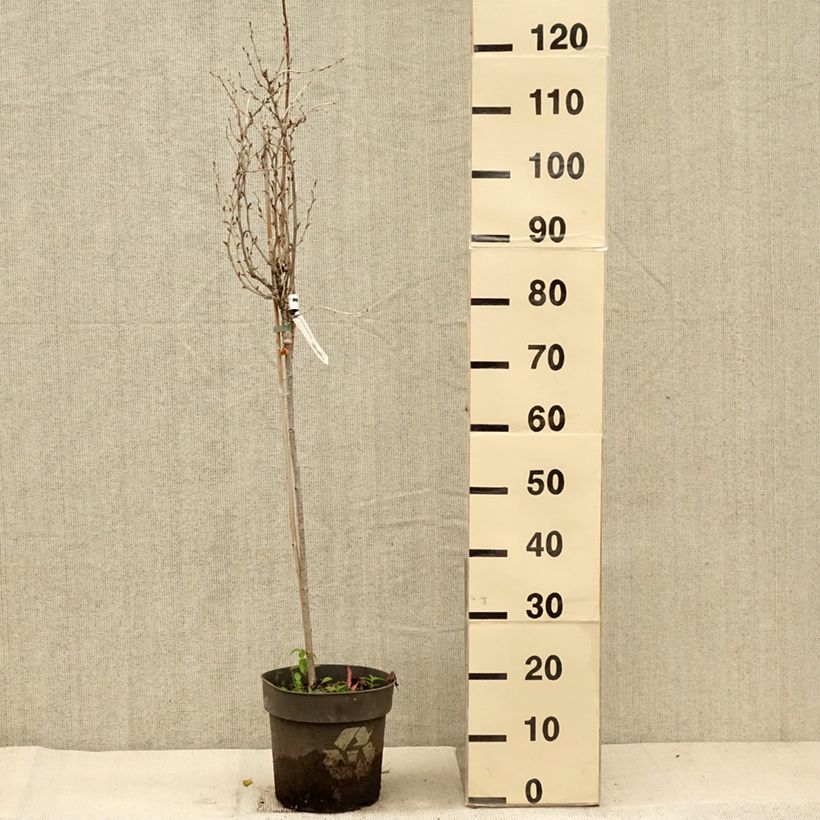 Spécimen de Groseillier à maquereaux Crispa Solemio - Ribes uva-crispa Pot de 6L/7L, Tige, Tige de 40 cm tel que livré en automne