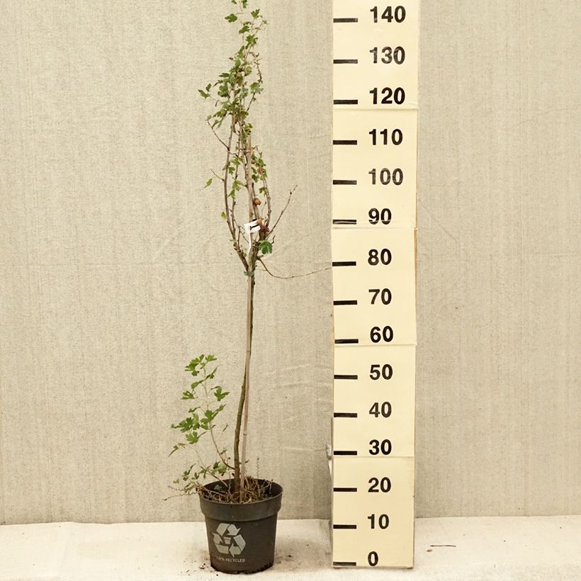 Spécimen de Groseillier à maquereaux Crispa Solemio - Ribes uva-crispa Pot de 6L/7L, Tige, Tige de 40 cm tel que livré en été