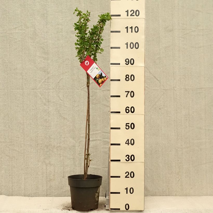 Example of Groseillier à maquereaux Crispa Solemio - Ribes uva-crispa Pot de 6L/7L, Tige, Tige de 40 cm as you get in printemps