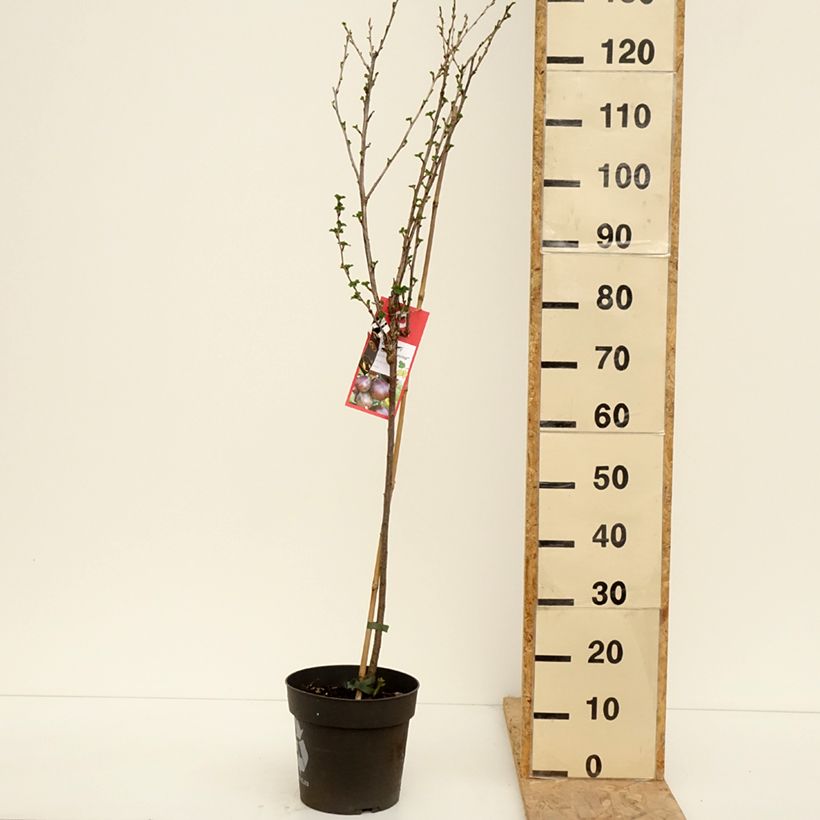 Example of Groseillier à maquereaux Easycrisp Lady Late - Ribes uva-crispa Pot de 6L/7L, Tige, Tige de 40 cm as you get in printemps