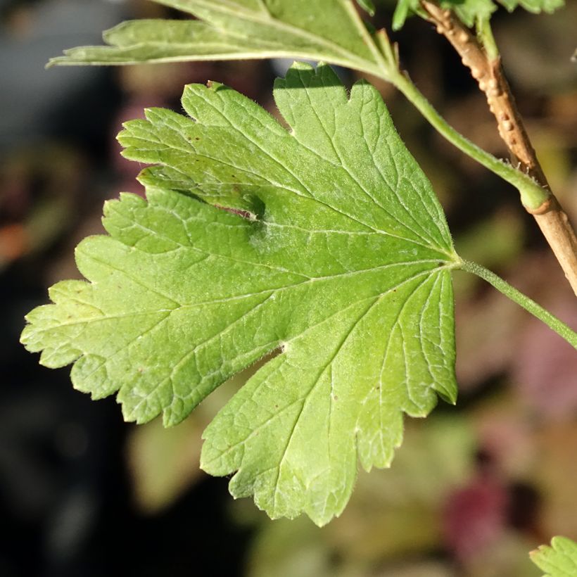 Groseillier à maquereaux Easycrisp Lady Late - Ribes uva-crispa (Foliage)