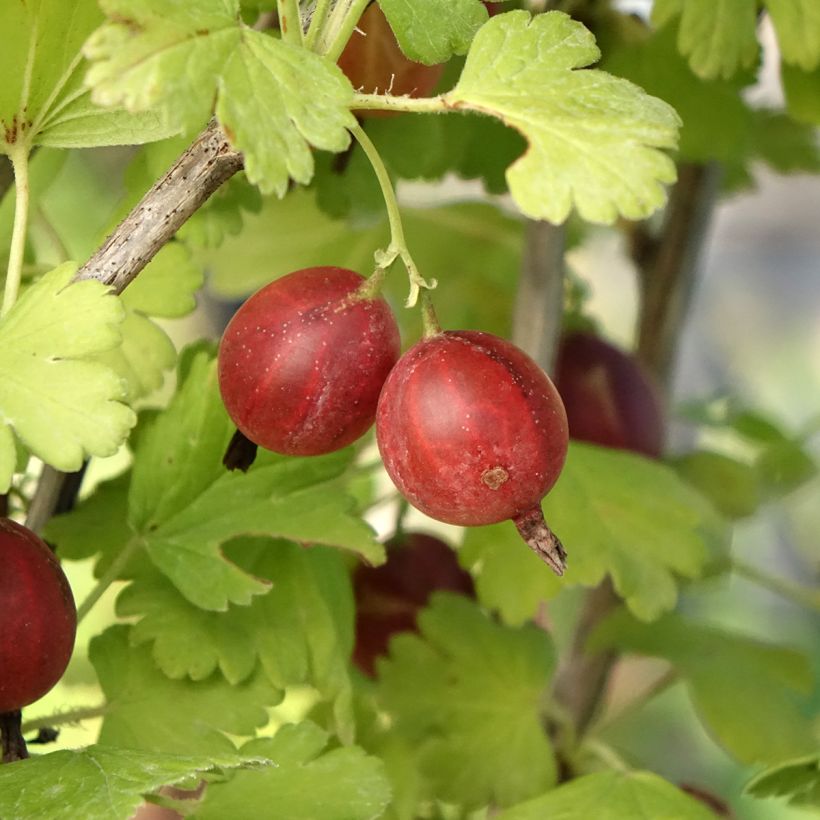 Groseillier à maquereaux Easycrisp Lady Late - Ribes uva-crispa (Harvest)