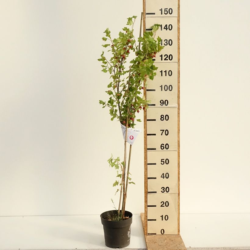 Spécimen de Groseillier à maquereaux Easycrisp Lady Late - Ribes uva-crispa Pot de 6L/7L, Tige, Tige de 40 cm tel que livré en été