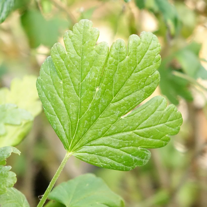 Groseillier à maquereaux Easycrisp Mme Sansouci (Foliage)