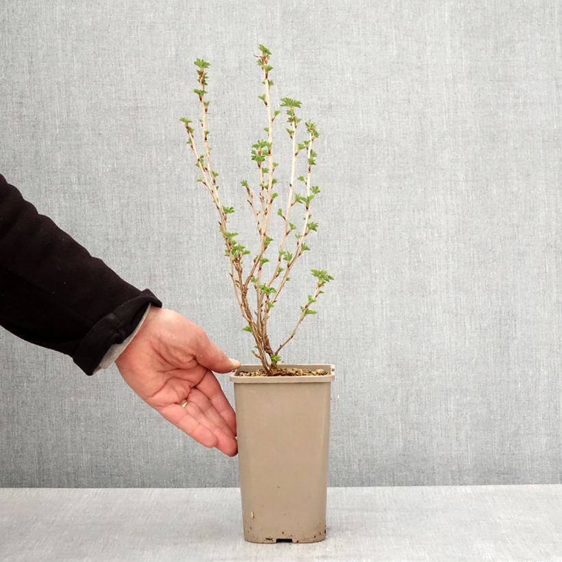 Example of Groseillier à maquereaux Easycrisp Mme Sansouci Pot de 1,5L/2L, Touffe as you get in printemps