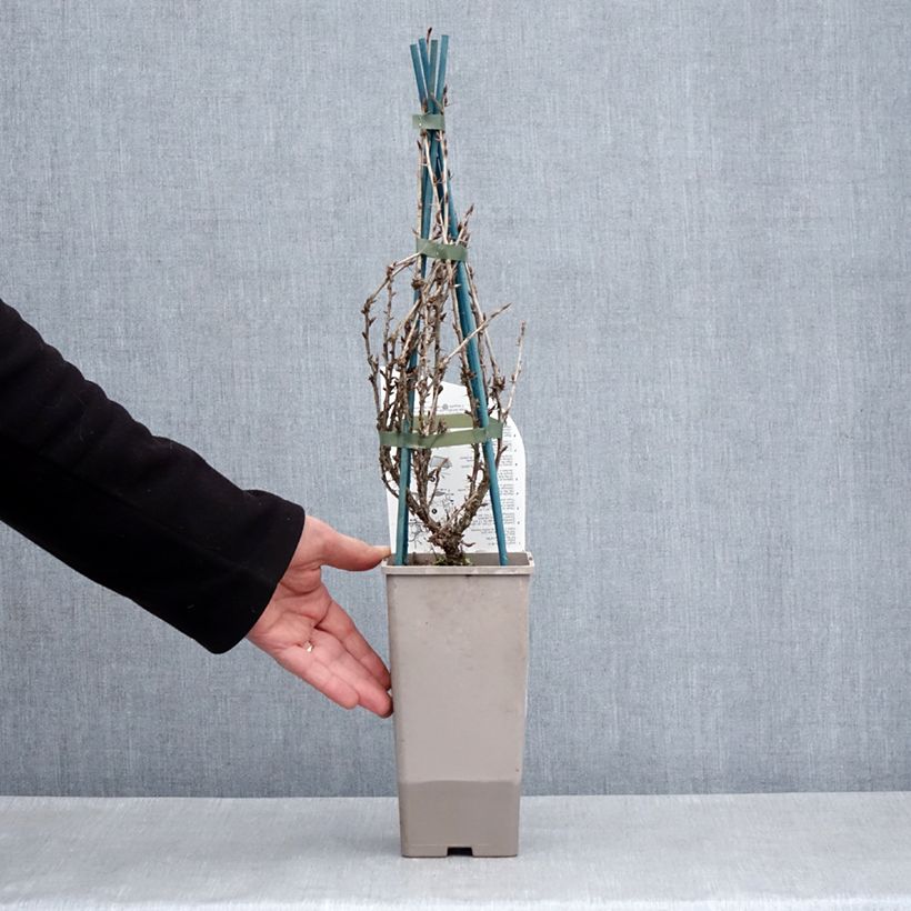 Example of Groseillier à maquereaux Freedonia  Pot de 1,5L/2L as you get in printemps