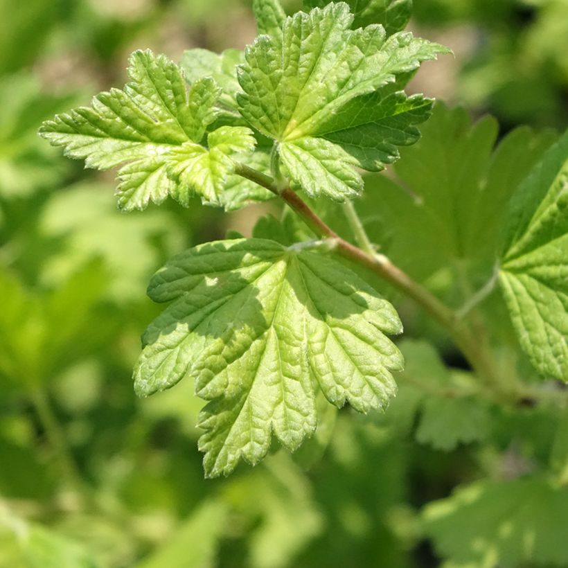 Groseillier à maquereaux Freedonia  (Foliage)
