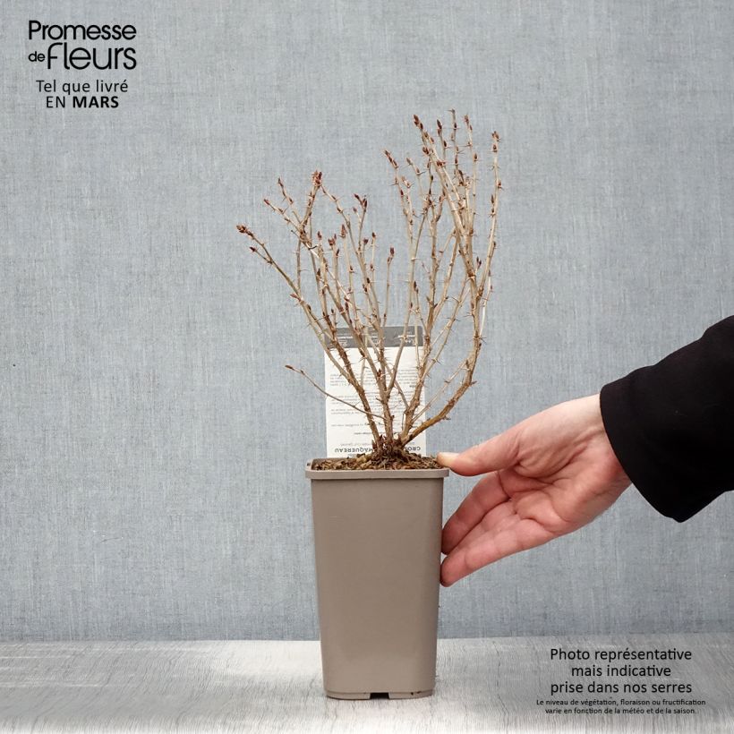 Example of Groseillier à maquereaux Hinnonmaki Yellow - Ribes uva-crispa  Pot de 1,5L/2L as you get in printemps