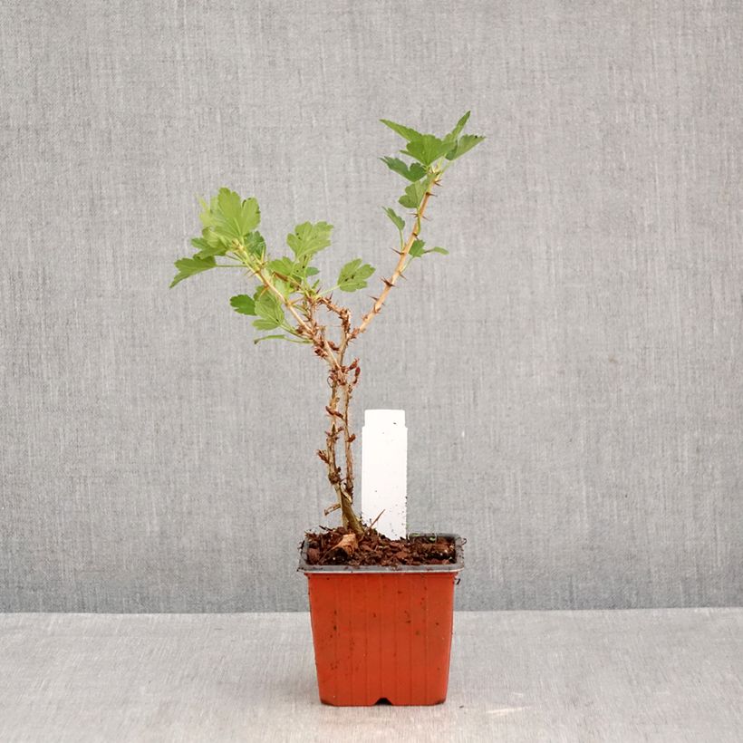 Spécimen de Groseillier à maquereaux Hinnonmaki rouge Godet de 8/9 cm tel que livré en automne
