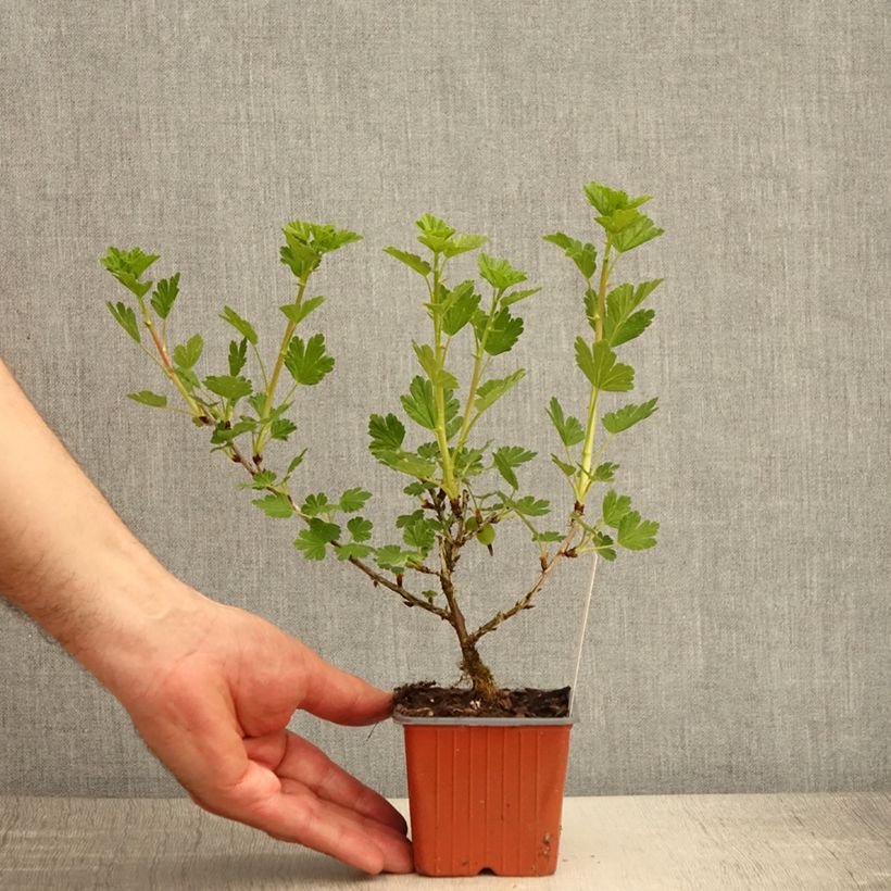 Spécimen de Groseillier à maquereaux Hinnonmaki vert Godet de 8/9 cm tel que livré au printemps