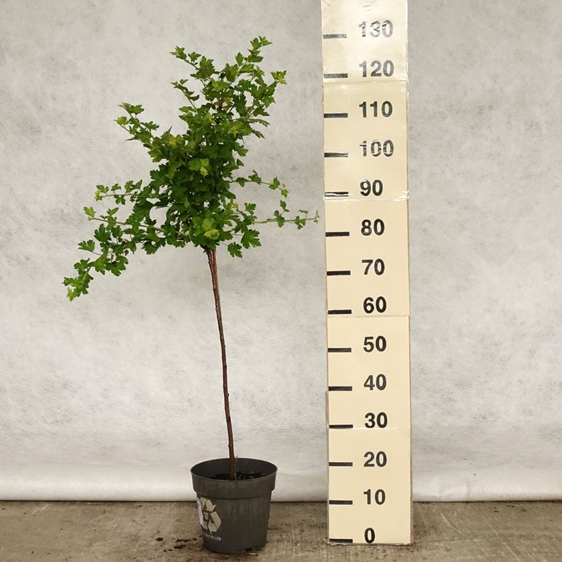 Example of Groseillier à maquereaux Mucurines - Ribes uva-crispa Pot de 6L/7L, Tige, Tige de 40 cm as you get in printemps