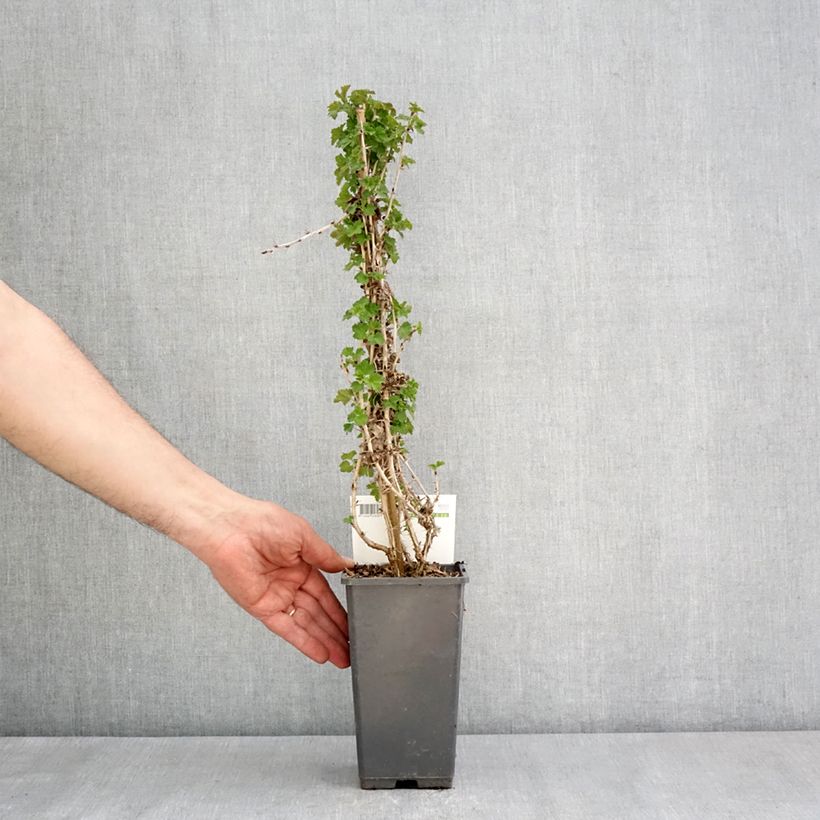 Example of Groseillier à maquereaux Tatjana - Ribes uva-crispa Pot de 1,5L/2L, Touffe as you get in printemps