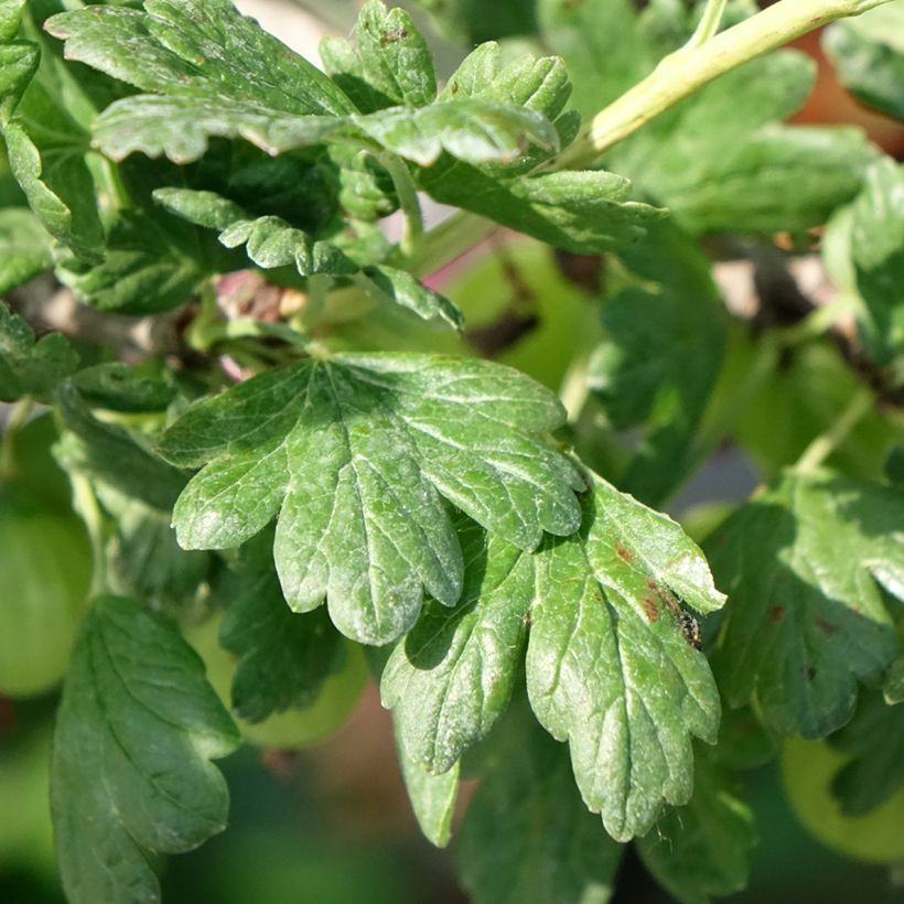 Groseillier à maquereaux Tatjana - Ribes uva-crispa (Foliage)