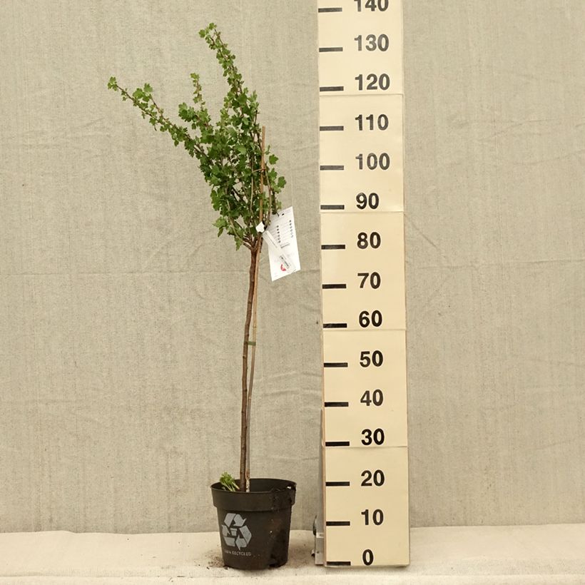 Example of Groseillier à maquereaux Tatjana - Ribes uva-crispa Pot de 6L/7L, Tige, Tige de 40 cm as you get in printemps