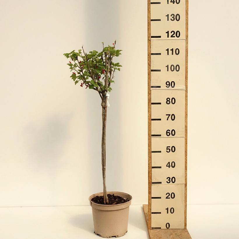 Example of Groseillier raisin Agate Rouge - Georges Delbard Pot de 7,5L/10L, 1/4 de tige, Quart de tige as you get in ete