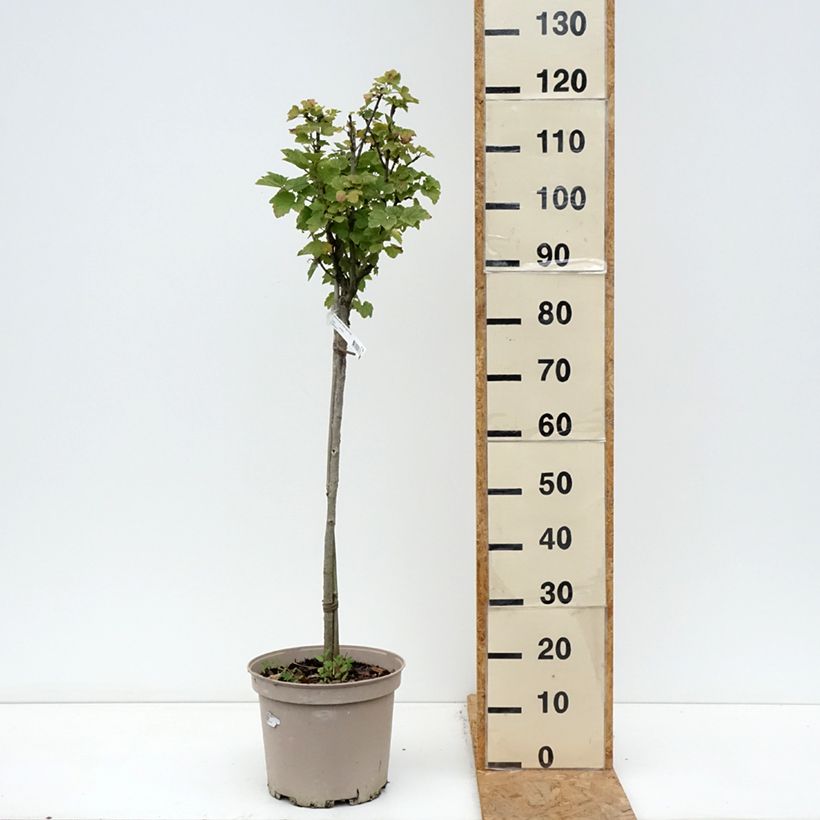 Spécimen de Groseillier raisin Agate Rouge - Georges Delbard Pot de 7,5L/10L, 1/4 de tige tel que livré en automne