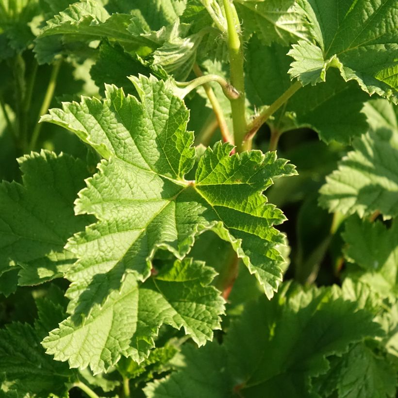 Groseillier Red Lake Améliorée - Georges Delbard (Foliage)