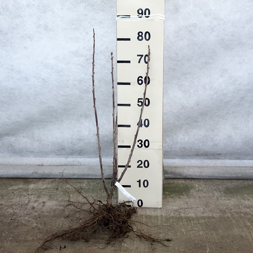 Example of Groseillier Red Lake Améliorée - Georges Delbard Racines nues, Buisson as you get in hiver