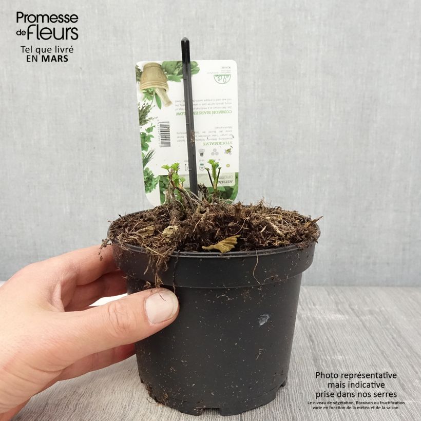 Example of Guimauve officinale - Althaea officinalis Pot de 1,5L/2L as you get in printemps