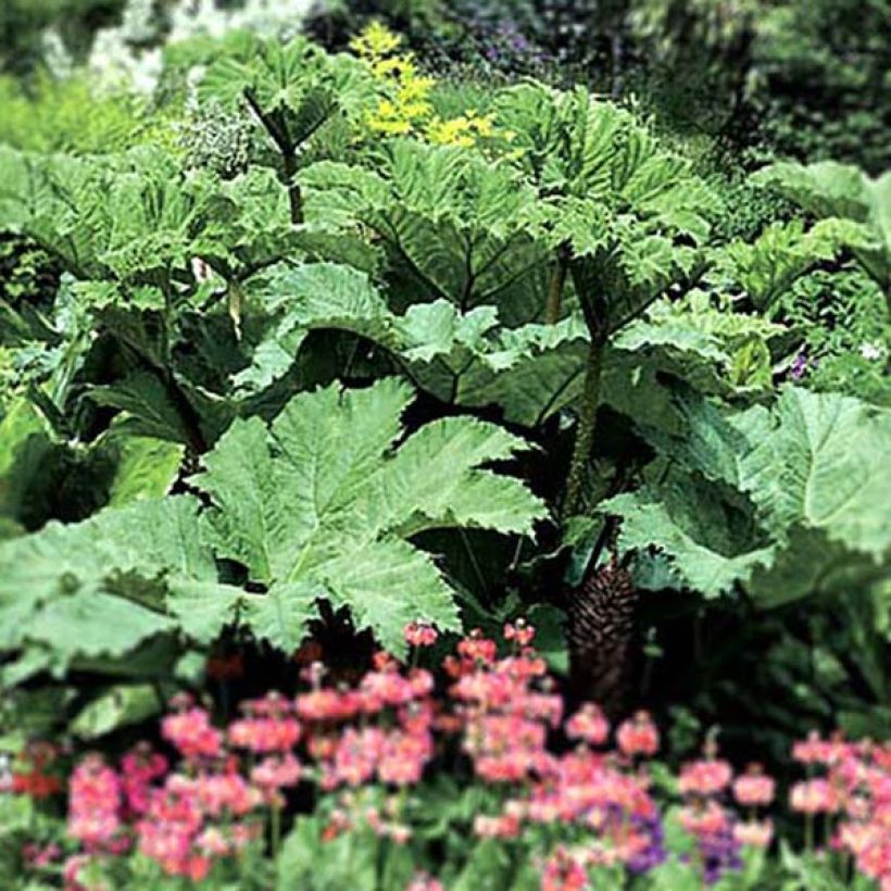 Gunnera manicata - Rhubarbe géante du Brésil (Plant habit)