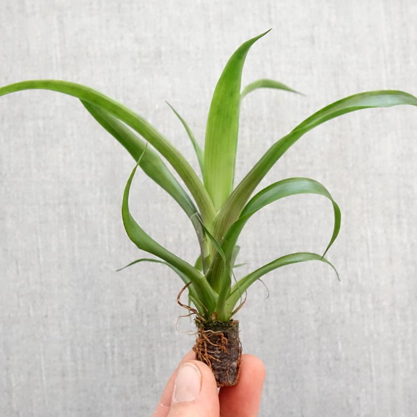 Example of Guzmania Candy Mini-plante as you get in printemps