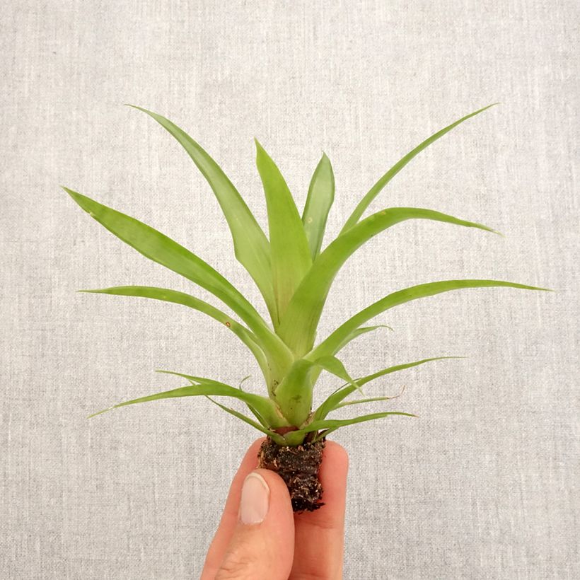 Example of Guzmania Flava Mini-plante as you get in printemps