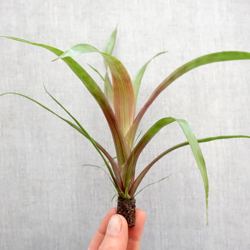 Example of Guzmania Limones Mini-plante as you get in printemps