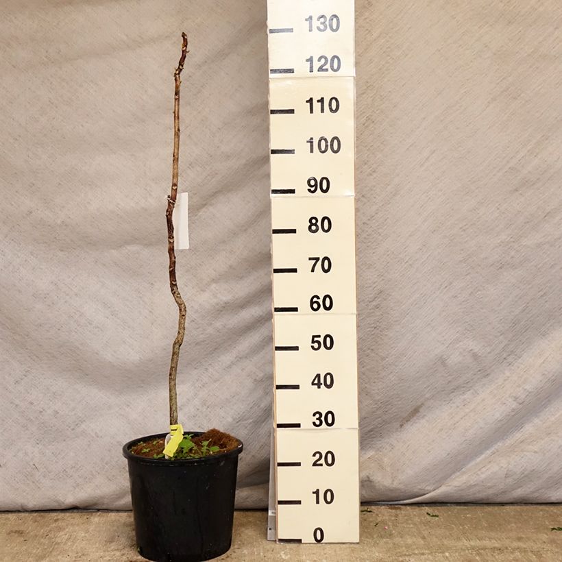 Example of Gymnocladus dioica - Chicot du Canada Pot de 12L/15L as you get in printemps