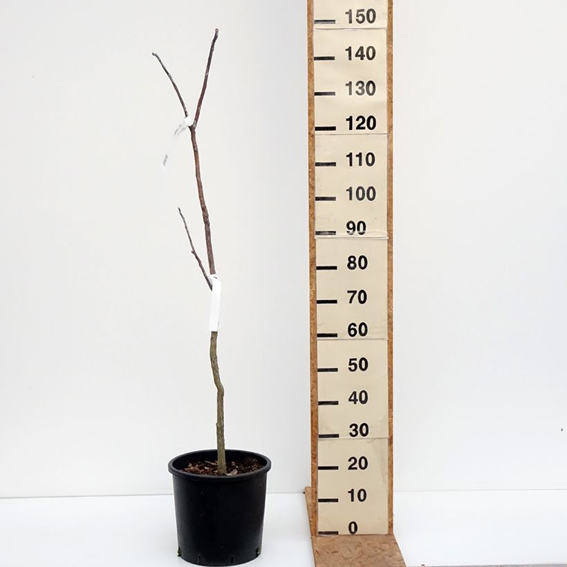 Spécimen de Gymnocladus dioica - Chicot du Canada Pot de 12L/15L tel que livré en automne