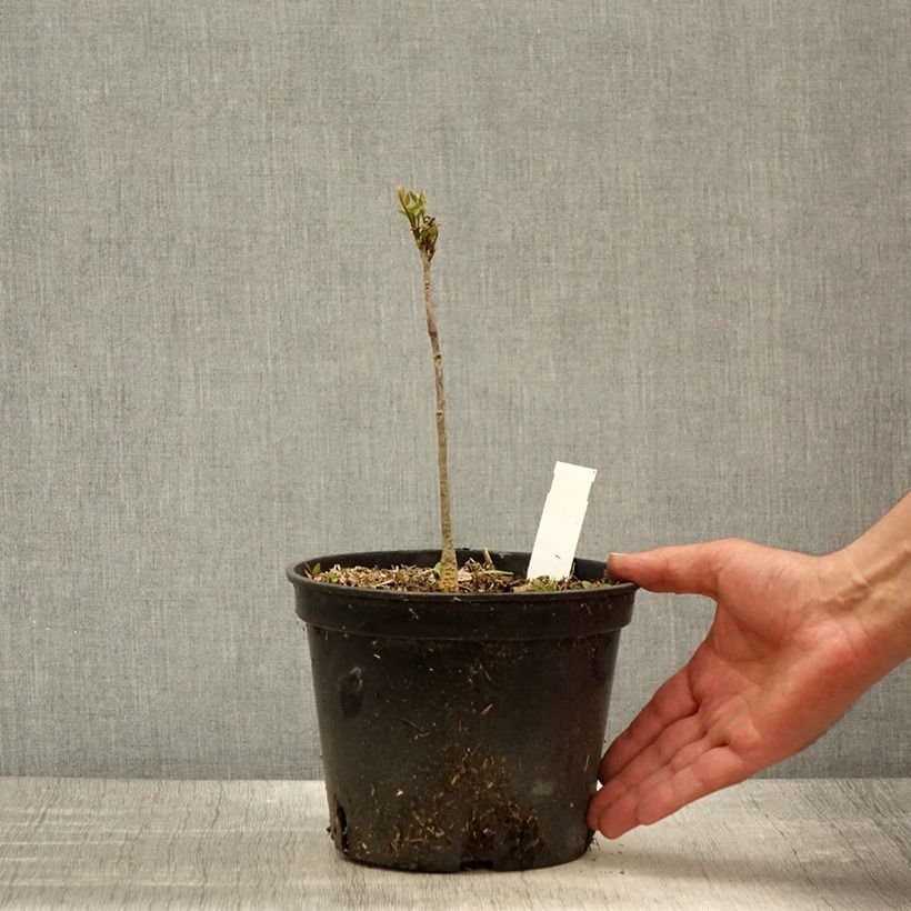 Example of Gymnocladus dioica - Chicot du Canada Pot de 2L/3L as you get in printemps