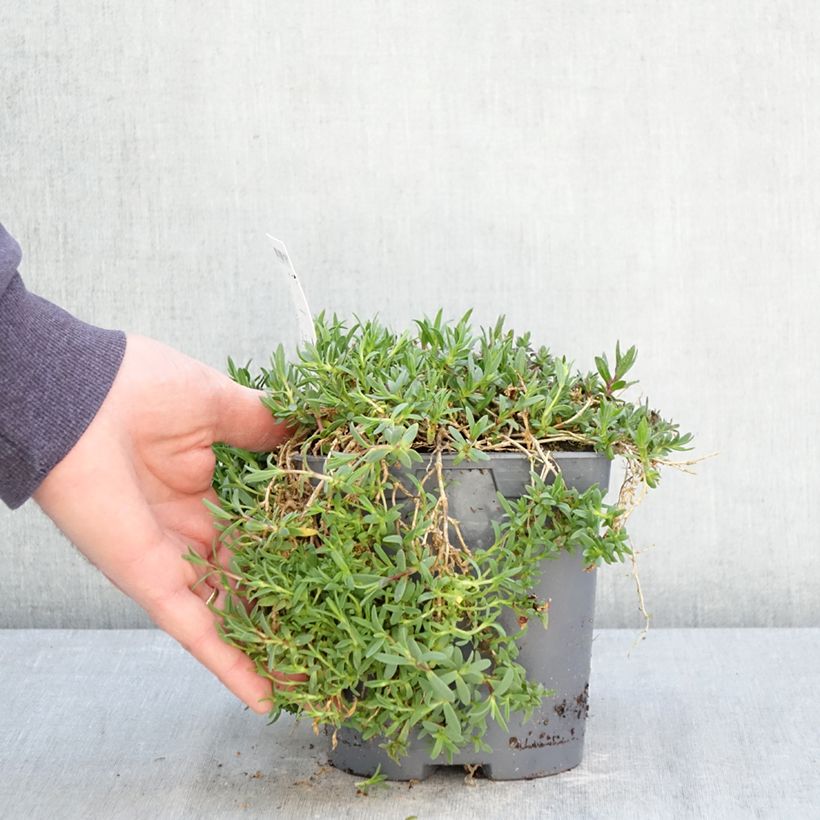 Spécimen de Gypsophila repens Rosa Schönheit - Gypsophile rampant Pot de 2L/3L tel que livré au printemps
