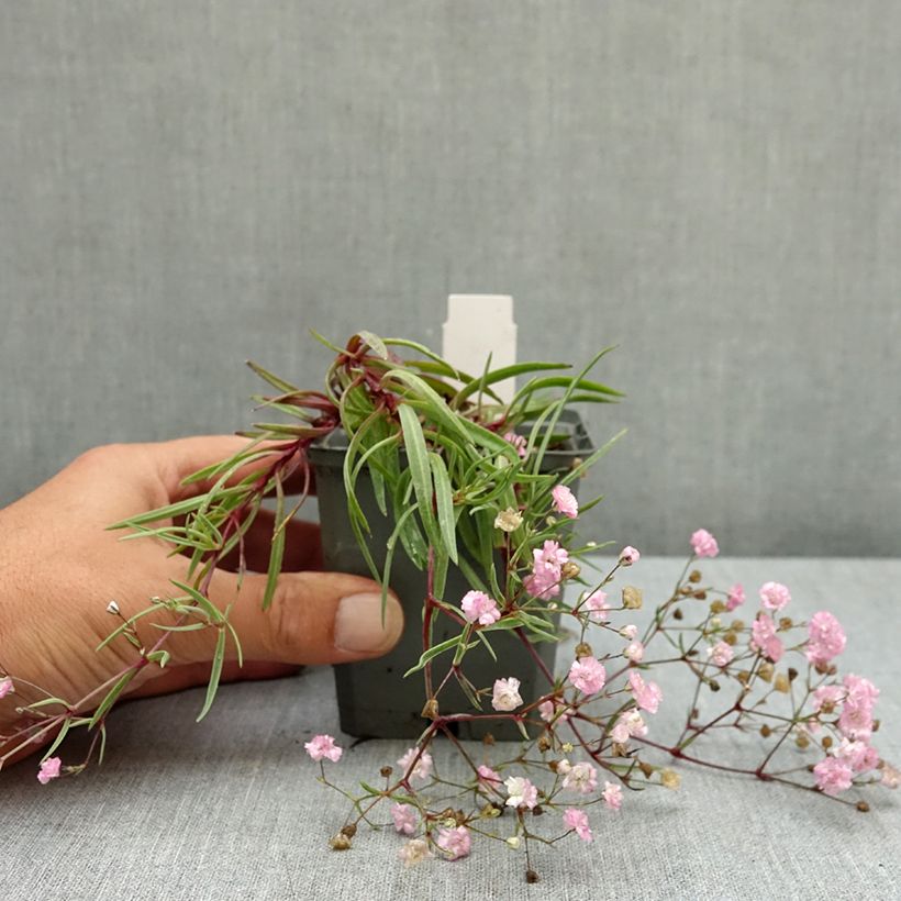 Spécimen de Gypsophile Festival Pink Godet de 8/9 cm tel que livré en été