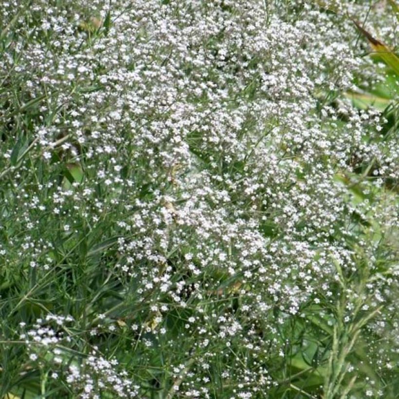 Gypsophile hybride White Festival (Plant habit)