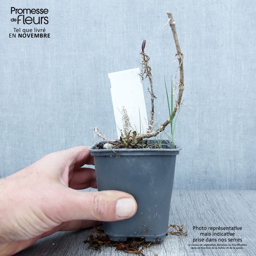 Spécimen de Gypsophile pacifica Godet de 8/9 cm tel que livré en automne