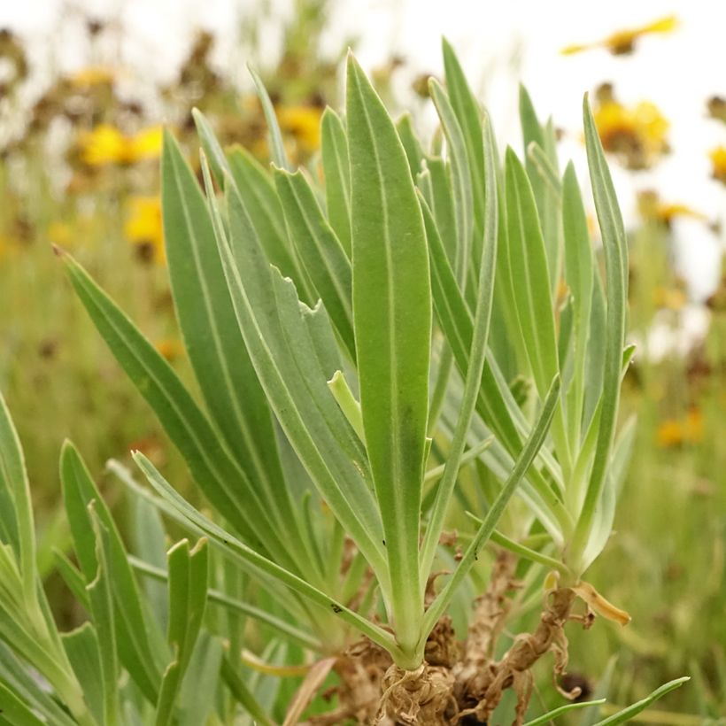 Gypsophile pacifica (Foliage)
