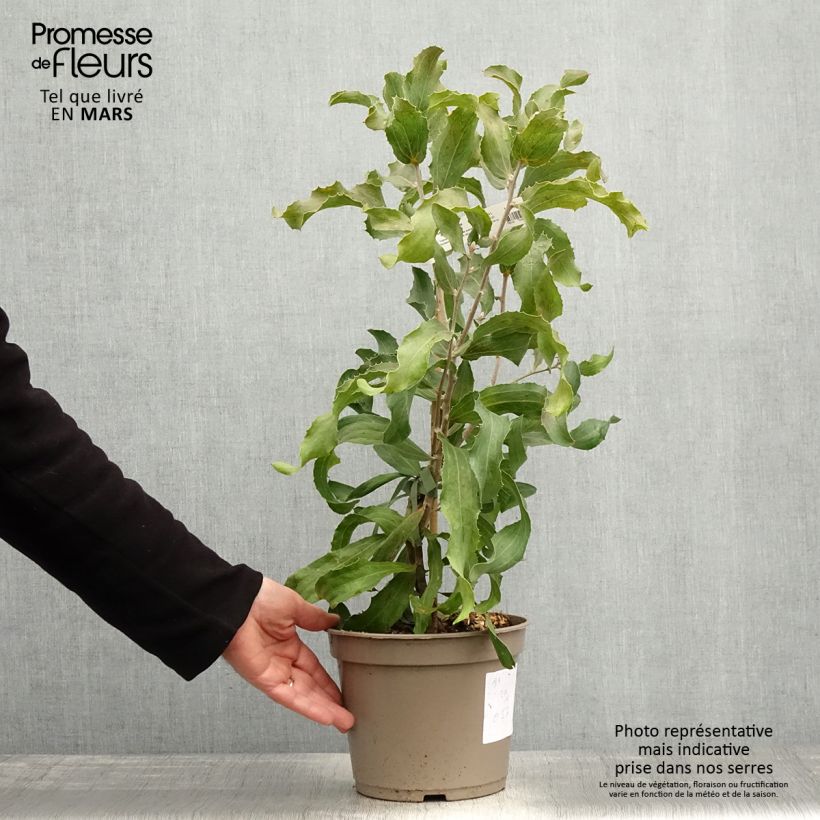 Example of Hakea victoria - Hakea royal Pot de 4L/5L as you get in printemps