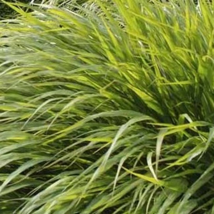 Herbe du Japon - Hakonechloa macra (Foliage)