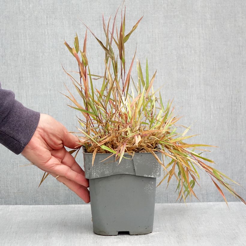 Spécimen de Hakonechloa macra Beni-Kaze - Herbe du Japon Pot de 1L/1,5L tel que livré en automne