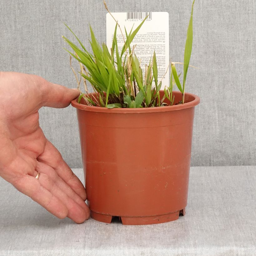 Example of Hakonechloa macra Beni-Kaze - Herbe du Japon Pot de 1L/1,5L as you get in printemps